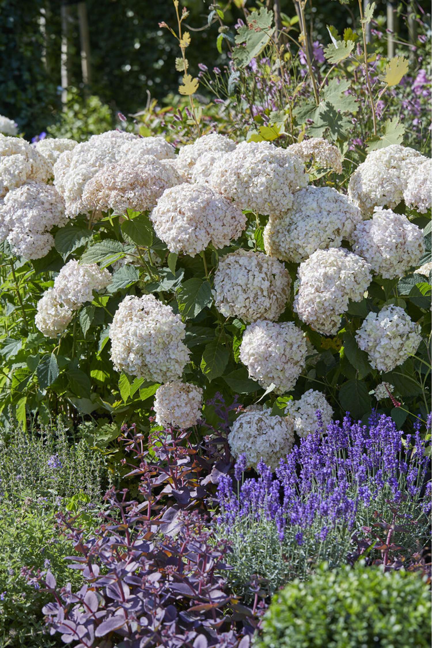 Hortensia 'Candybelle Stand-up White'